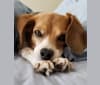 Photo of Libby, a Beagle  in St Paul, Minnesota, USA