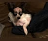 Fabio, a Poodle (Small) and Chihuahua mix tested with EmbarkVet.com