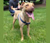 Kona, an American Pit Bull Terrier and Boxer mix tested with EmbarkVet.com