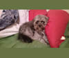 Photo of Seamus, a Chihuahua, Poodle (Small), Pomeranian, and Mixed mix in Texas, USA