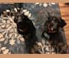 Page, a Labrador Retriever and Staffordshire Terrier mix tested with EmbarkVet.com