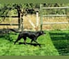 Echo, a Rottweiler and Siberian Husky mix tested with EmbarkVet.com
