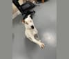 Moose, an American Pit Bull Terrier and German Shepherd Dog mix tested with EmbarkVet.com