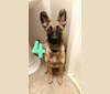 Riley Roo, a German Shepherd Dog and American Pit Bull Terrier mix tested with EmbarkVet.com