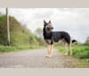 Armin, an Eastern European Village Dog tested with EmbarkVet.com