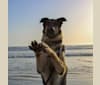 Photo of Leo, a German Shepherd Dog and Neapolitan Mastiff mix