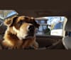 Charlie, a Rottweiler and German Shepherd Dog mix tested with EmbarkVet.com