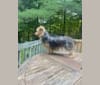 Coko, a Silky Terrier tested with EmbarkVet.com