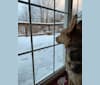 Photo of Zola, a Siberian Husky, American Pit Bull Terrier, American Eskimo Dog, Beagle, and American Foxhound mix in Greensboro, North Carolina, USA