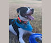 Roscoe, an American Pit Bull Terrier and American Staffordshire Terrier mix tested with EmbarkVet.com