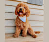 Teddy, a Poodle (Small) tested with EmbarkVet.com
