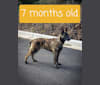Kris, a Dutch Shepherd and German Shepherd Dog mix tested with EmbarkVet.com