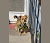 Photo of Skipper, a Yorkshire Terrier, Maltese, Lhasa Apso, and Pomeranian mix in Burbank, California, USA