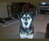 Photo of Brenna, a Rottweiler, Labrador Retriever, Chow Chow, Golden Retriever, Brittany, and Pointer mix in Virginia, USA