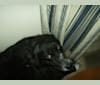 Photo of Sophie, a Rat Terrier, Labrador Retriever, Chow Chow, Golden Retriever, and Mixed mix