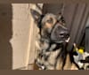Rambo Alpha Ilio, a Belgian Malinois and German Shepherd Dog mix tested with EmbarkVet.com
