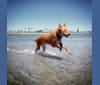 Hazel, a Rottweiler and German Shepherd Dog mix tested with EmbarkVet.com