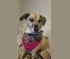 Thea, a Beagle and Chihuahua mix tested with EmbarkVet.com