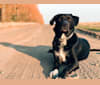 Simba, a Treeing Walker Coonhound and Labrador Retriever mix tested with EmbarkVet.com