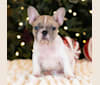Photo of Gunner, a French Bulldog  in 20029 Western Trails Boulevard, Montgomery, TX, USA