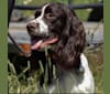 Megan ProHunter Des Appalaches, a French Spaniel tested with EmbarkVet.com