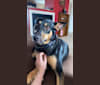 Shadow, a German Shepherd Dog and Rottweiler mix tested with EmbarkVet.com