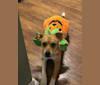 Jackson, a German Shepherd Dog and Beagle mix tested with EmbarkVet.com