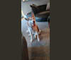 Hazel, a Siberian Husky tested with EmbarkVet.com
