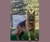 Zues, a German Shepherd Dog tested with EmbarkVet.com