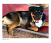 Harley Taz, a German Shepherd Dog and Rottweiler mix tested with EmbarkVet.com