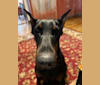 Quinn, a Doberman Pinscher tested with EmbarkVet.com