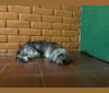 Phany, a Southeast Asian Village Dog tested with EmbarkVet.com