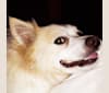 Dexter, an American Eskimo Dog tested with EmbarkVet.com