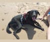 Hamish, a Labrador Retriever and Australian Cattle Dog mix tested with EmbarkVet.com