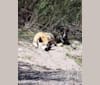Photo of Zorro, a Siberian Husky, Boxer, and American Bulldog mix in Clifton, Arizona, USA
