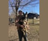 Hela, a Siberian Husky and German Shepherd Dog mix tested with EmbarkVet.com