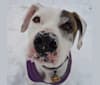 Photo of Roo, an American Pit Bull Terrier, Mastiff, Boxer, Rottweiler, and American Bulldog mix in Overland Park, Kansas, USA