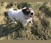 Torey, a Rat Terrier and Cocker Spaniel mix tested with EmbarkVet.com