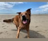 Ranger, a Rottweiler and German Shepherd Dog mix tested with EmbarkVet.com