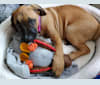 Macy, a Saint Bernard and American Pit Bull Terrier mix tested with EmbarkVet.com