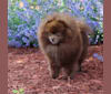 Diego, a Pomeranian tested with EmbarkVet.com