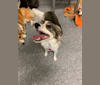 Penny, a Miniature Pinscher and Poodle (Small) mix tested with EmbarkVet.com