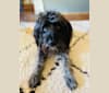 Radar, a Cocker Spaniel and American English Coonhound mix tested with EmbarkVet.com