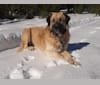 Photo of Duke, a Great Pyrenees and Anatolian Shepherd Dog mix in California, USA