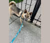 Zorro, a Japanese or Korean Village Dog tested with EmbarkVet.com