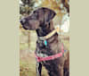 Wally, a Coonhound and Labrador Retriever mix tested with EmbarkVet.com