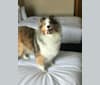 Dream, a Shetland Sheepdog tested with EmbarkVet.com