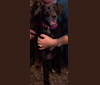 Lainey, a Labrador Retriever and Rottweiler mix tested with EmbarkVet.com