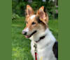 Milo, an Arabian Village Dog tested with EmbarkVet.com
