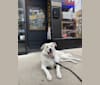 Photo of Lucky, a Great Pyrenees and German Shepherd Dog mix in Chicago, Illinois, USA